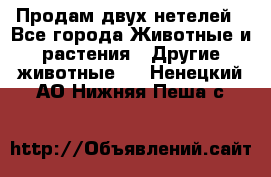 Продам двух нетелей - Все города Животные и растения » Другие животные   . Ненецкий АО,Нижняя Пеша с.